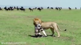 شکار گورخر توسط شیرها در حیات وحش