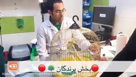 ویزیت درمان پرندگان در بیمارستان دامپزشکی درین