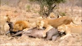 شکار گاومیش توسط گروهی شیرها در حیات وحش