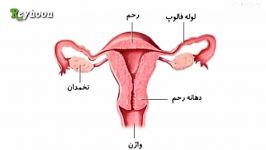 همه چیز در مورد دردهای قاعدگی