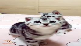 بامزه ترین گربه ها Cute cats Cutest cat in the world Cute cats 2019