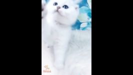بچه گربه های فوق بانمک Cute Baby Kittens Videos 2019