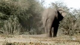 مستند حیات وحش Nature Kalahari The Great Thirst land Wild Life Documentary