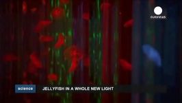 عروسهای دریایی در زیر نور پروژکتورهای آکواریوم مانیل