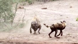 Angry Wild dogs vs Hyena Attack Hunting Fight