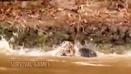 Giant Anaconda vs Lionjaguar Leopardgazellaetc Real Fight