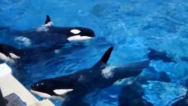 حرکت نمایشی کوسه ها   Seaworld SHAMU Killer Whale Show  Seaworld