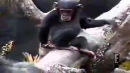 میمون بوی بد میمیرد روحش شاد یادش گرامی 