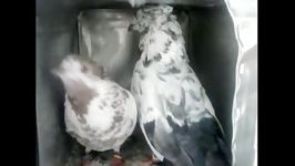 کبوترهای آقا رضاکفتر پرشی