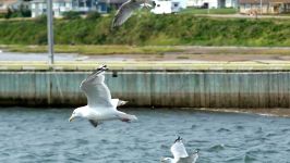 جزیره پرینس ادوارد  کانادا Prince Edward Island