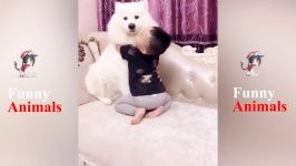 سگ گربه خانگی  Dogs and Babies Best Friends  Dog Loves Baby