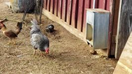 زنبور داری عسل طبیعی  Honeybees Feeding Dry Sugar Rapid Feeders Winter Bees