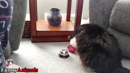 سگ گربه خانگی  Cats ring a bell and ask for food Bring me food