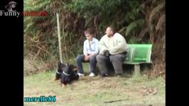 سگ گربه خانگی  Dogs Protecting  Dogs that are better than guns 