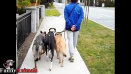 سگ گربه خانگی  Best Trained And Disciplined Dog Walking a Pack of Dogs