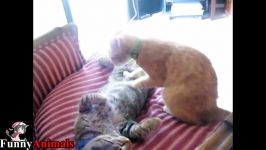 سگ گربه خانگی  Cat massage Dogs and Cats  Cute Kittens