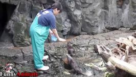 سگ گربه خانگی  A Cute And Funny Otter Videos Compilation 2017