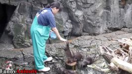 سگ گربه خانگی  A Cute And Funny Otter Videos Compilation 2017