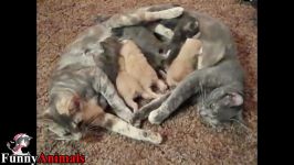 سگ گربه خانگی  Three and Two mother cats helping each other raise baby kittens