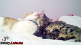 سگ گربه خانگی  Father Cat Supports Mom Cat Giving Birth A very happy family.