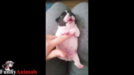 سگ گربه خانگی  Funny And Cute Dog Videos Compilation 2017  Funny Dogs Video