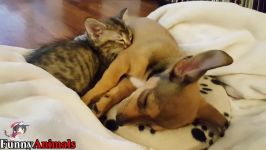 سگ گربه خانگی  So Adorable Sleeping Puppy Too Cute Cutest Dogs