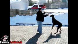 سگ گربه خانگی  Funny Doberman Videos 2017  Funny Dogs Compilation