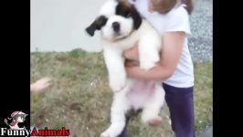 سگ گربه خانگی  Funny St. Bernard Dogs Compilation 2017  Funny Dog Videos