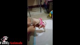 سگ گربه خانگی  Cute And Funny Chihuahua Dog Videos 2017