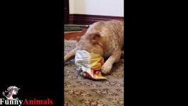 سگ گربه خانگی  Funny Staffordshire Bull Terrier Videos 2017  Funny Dogs Video