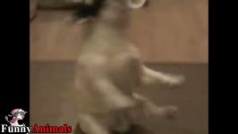 سگ گربه خانگی  Funny Dancing French Bulldog Compilation 2017 s