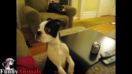 عقاب   Funniest Boston Terrier Videos Compilation 2017  Funny Dogs Video