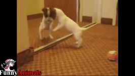 سگ گربه خانگی  Funny And Cute Jack Russell Terrier Videos Compilation 2017