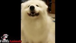 سگ گربه خانگی  Funny Dogs Dancing Compilation 2017  Funny Dog Videos