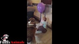 سگ گربه خانگی  Best Babies Laughing At Corgi Dogs Video Compilation 2017