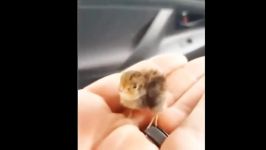 حیوانات ناز خوشکل کچلو   Cute baby animals Videos Compilation cute moment