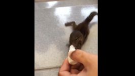 حیوانات ناز خوشکل کچلو  Cute baby animals Videos Compilation cute moment of