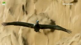 حیات وحش، حفاظت سریعترین پرنده شکاری جهان لانه