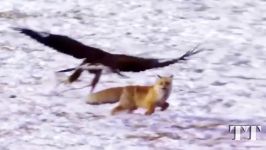 حیات وحش، دیدنی ترین حمله های عقاب های غول پیکر به حیوانات