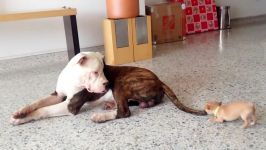 Tiny chihuahua puppy adorably teases sleepy bulldog