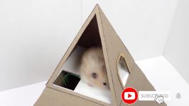 My Funny Pet Hamster in 6 Level Pyramid Maze