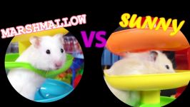 راه رو های هزار تو برای موش قشنگ  Hamster A MAZE ING LEGO Obstacle Course