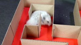 راه رو های هزار تو برای موش قشنگ  7 level Hamster Maze Speed 