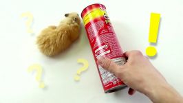 راه رو های هزار تو برای موش قشنگ  Hamster Pringles Obstacle Course