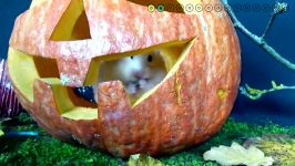 راه رو های هزار تو برای موش قشنگ  Hamster Halloween Obstacle 