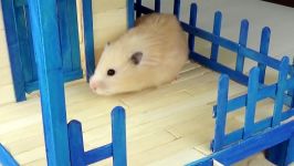 راه رو های هزار تو برای موش قشنگ  Tiny Hamster in her Tiny Bathroom