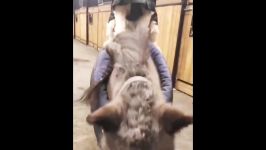 Cute And funny horse Videos Compilation cute moment of the horses