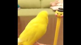 Cute Parrots Videos Compilation cute moment of the Parrots 