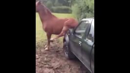 اسب سواری اسب حیوان نجیبی است  Cute And funny horse Videos 