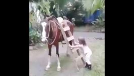 اسب سواری اسب حیوان نجیبی است  Cute And funny horse Videos Compilation cute 